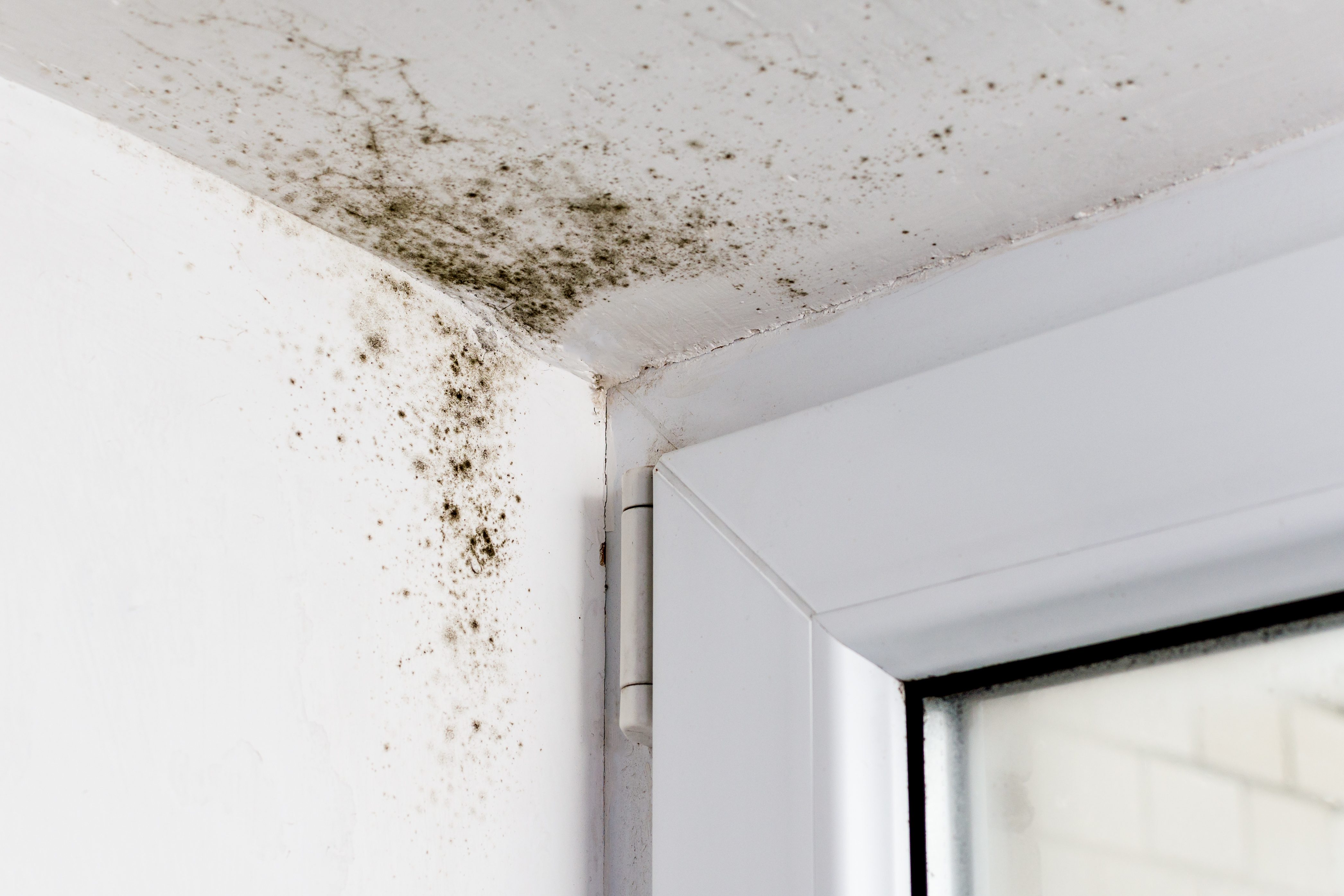 Mold in the corner of the windows