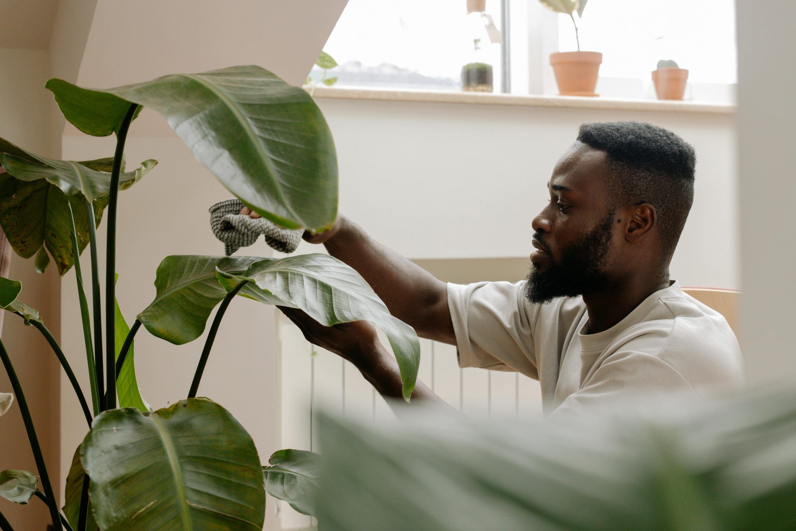 Man with plant in clean home