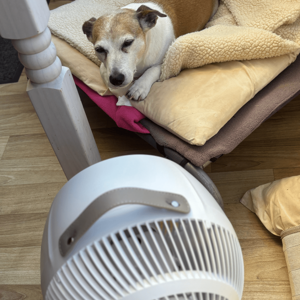 Customer's dog with the MeacoFan 1056